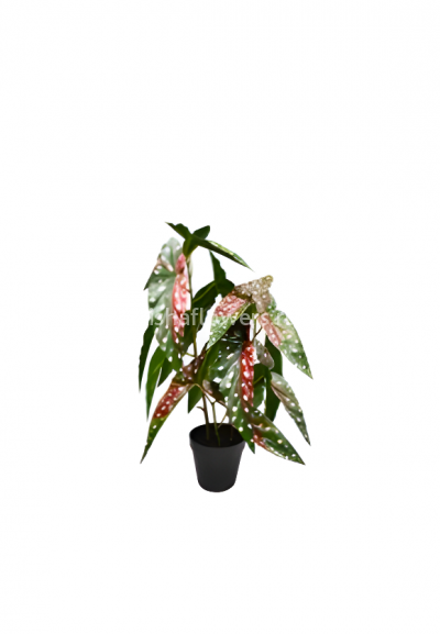 Бегония Кейн Макулата 55см 17л. Арт.1540-55cm-17L